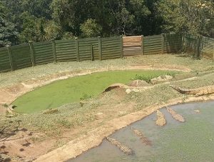 The crocodiles enjoying sunbath at the Phezulu Safari Park. 