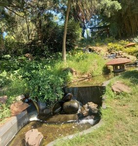 Japanese Garden in Durban is the place to be. Photo by Futhi Mbhele, CAJ News Africa.