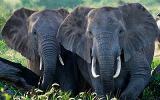 Elephants terrorise Botswana