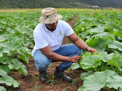 Young black South African farmer, Thulani Magida from Keiskammahoek, Eastern Cape