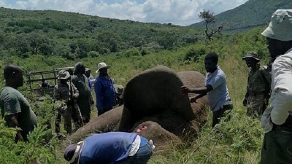 1-KZN-Ezemvelo-wildlife-workers-putting-down-the-escaped-elephant.jpg