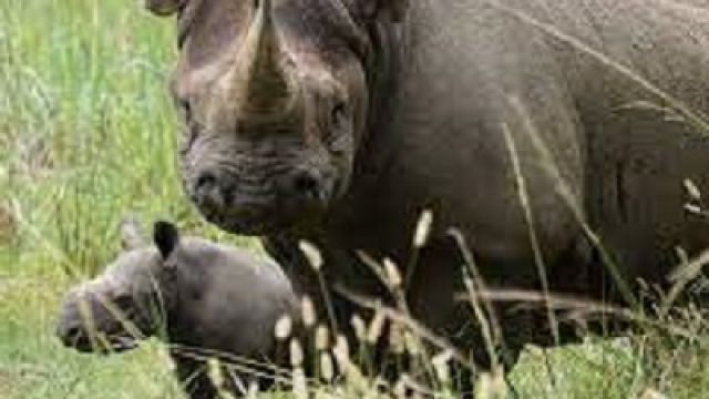 Black-rhino-in-Kenya-saved.jpg