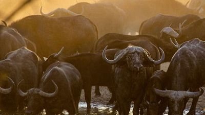Buffaloes-go-beserk-in-Botswana-1.jpg