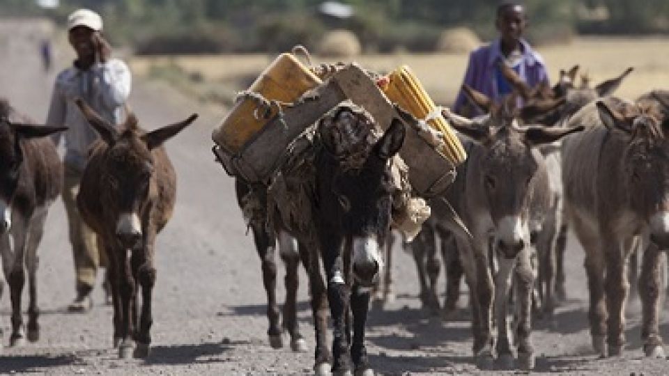 Donkeys-help-communities-across-the-world-Credit-The-Donkey-Sanctuary.jpg