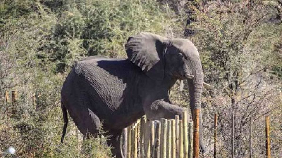 Elephant-destroys-fence.jpg