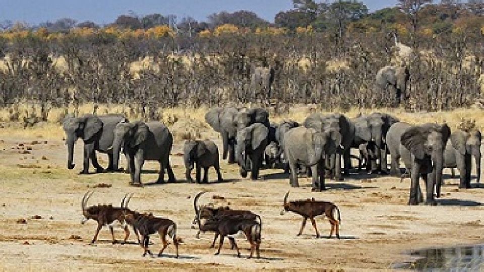 Elephants-in-Zimbabwe.jpg