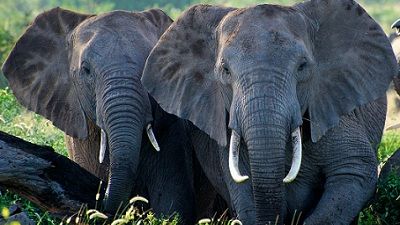 Elephants-terrorise-Botswana-1.jpg