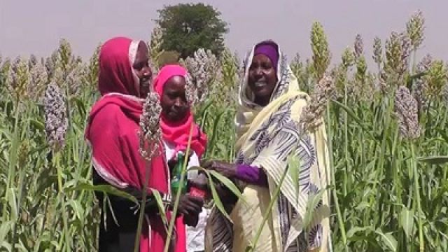 Farming-in-Sudan.jpg