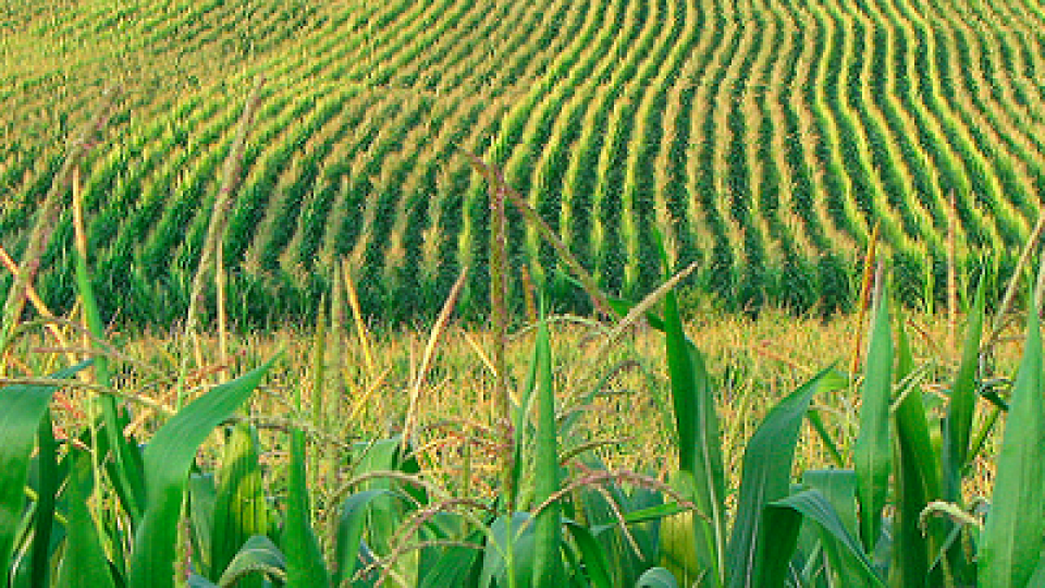 GM-maize-South-Africa.png