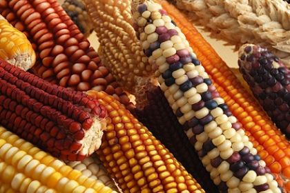 GMO-maize.jpg