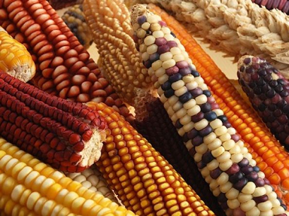 Kenya endures GMO maize dilemma