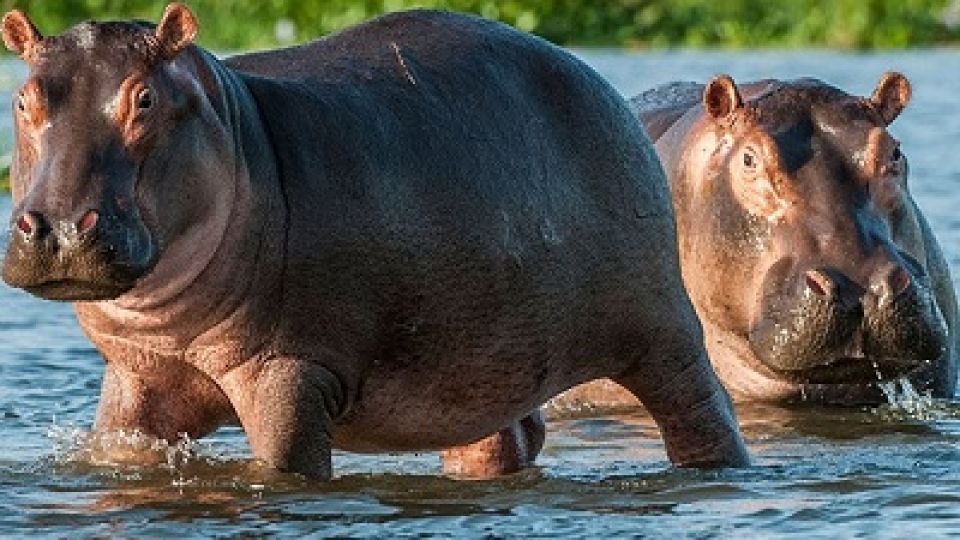 Hippo-Kariba-1.jpg