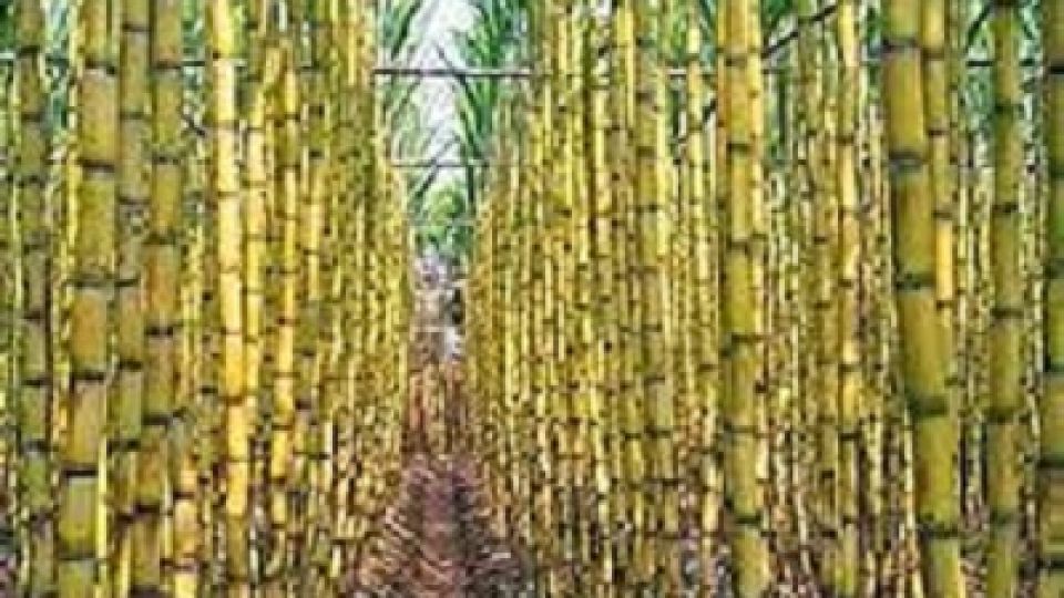 Nigeria-cane-sugar.jpg