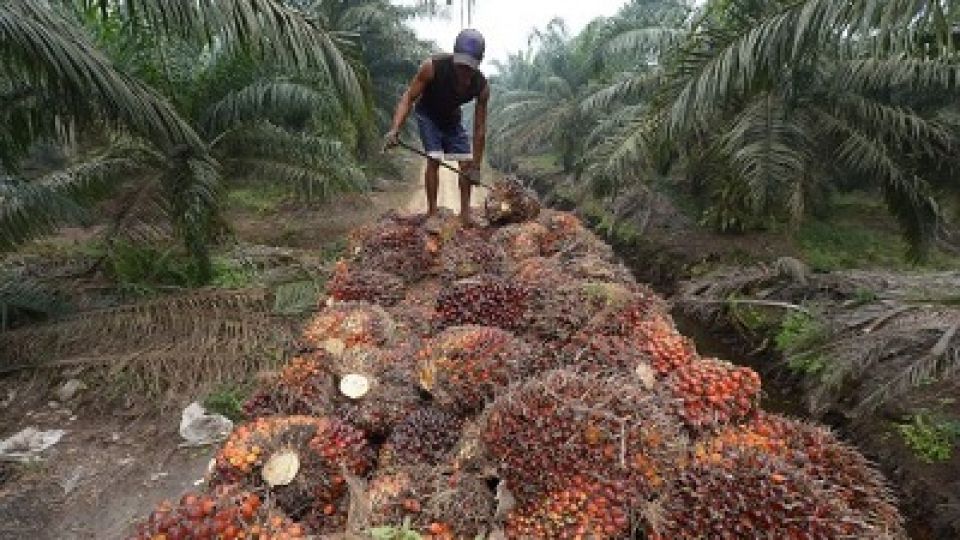 Palm-oil-harvest.jpeg