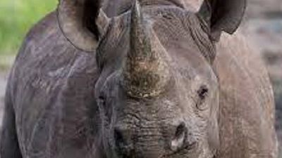 Rhino-Conservation.jpg