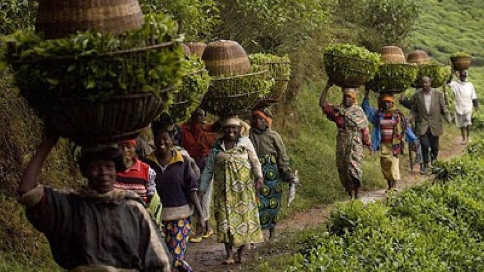Rwanda-farming.jpg