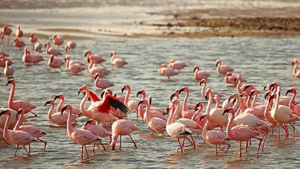 Walvis-Bay-flamingos.jpg