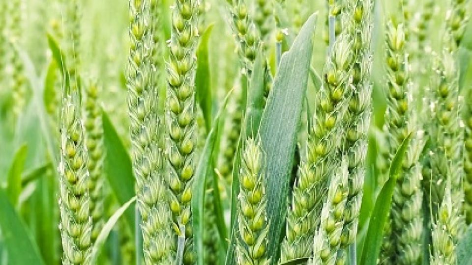Wheat-farming-1.jpg